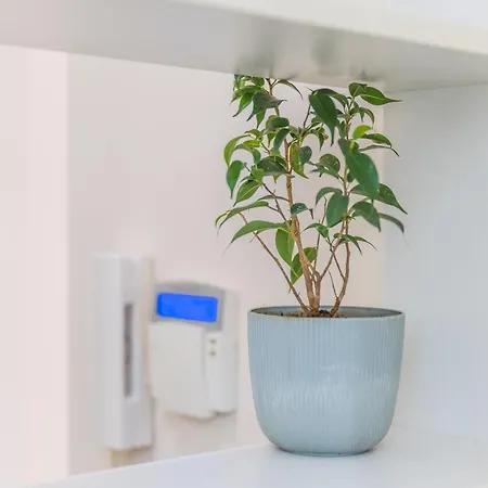 Harmony 1 * 贝尔格莱德